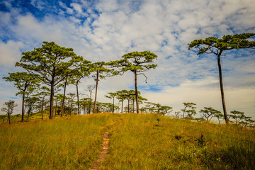 Beautiful morning fog and sunbeams in the pine forest