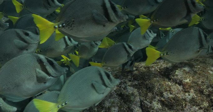 School of Cortez rainbow wrasse and Yellowtail surgeonfish on the reefs of the sea of cortez, Mexico.