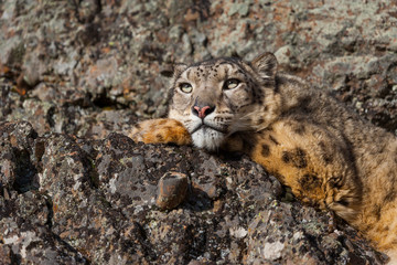 Snow leopard (Panthera uncia) © JUAN CARLOS MUNOZ