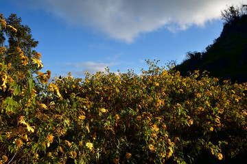Fototapeta na wymiar yellow flowers and blue sky
