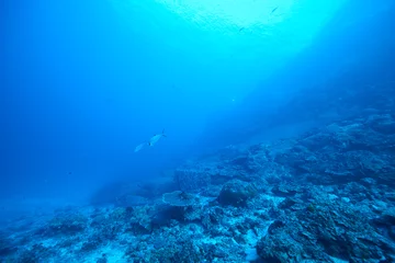Foto op Aluminium Fish on underwater coral reef © Metha