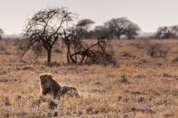 Impression of a Male Lion - Panthera leo- resting on the plains of Etosha national park, Namibia; catching the early morning sun.