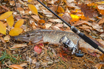 Freshwater pike fish. Freshwater pike fish and fishing rod with reel on yellow leaves at autumn time..