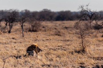 Obraz na płótnie Canvas Impression of a Male Lion - Panthera leo- resting on the plains of Etosha national park, Namibia; catching the early morning sun.
