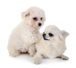 Bichon Frise and chihuahua