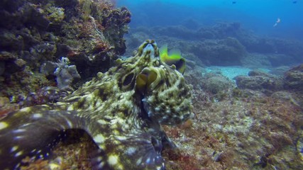Octopus Close Up Resting With Fish. Beautiful Colourful Octopi. Squid Colour Camouflage & Calm Coral Reef In Blue Sea Water. Dangerous Marine Life. Aquatic Underwater Wildlife