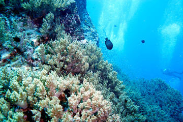 Plakat scuba diving