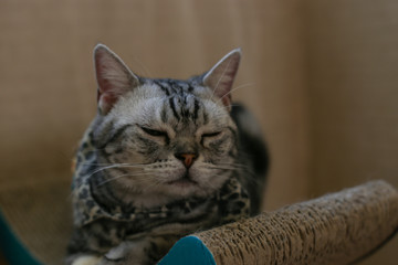 British cat, scottish fold,  pursian cat look or stare or interested in a thing. Short hair cat,  famous Lovely pet relax in room