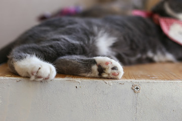 British cat, scottish fold,  pursian cat's paw, laying down on floor. Short hair cat,  famous Lovely pet relax in room