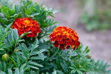 Close-up of beautiful marigold blossom, french marigold's flower, Tagetes patula. Tagetes garden flower.