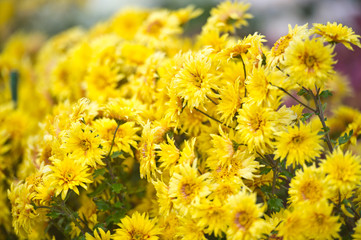 Beautiful Chrysanthemums in garden. Flowers as background picture. Chrysanthemum wallpaper. Japanese style. Autumn garden of chrysanthemums.