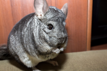 Naklejka premium Grey chinchilla is sitting on the sofa. Cute fluffy pet.