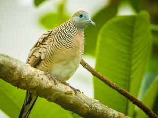 Small peace bird staying on a dry branch in winter