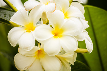 white frangipani flower on green background