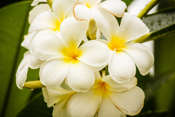 Fototapeta na wymiar white frangipani flower on green background