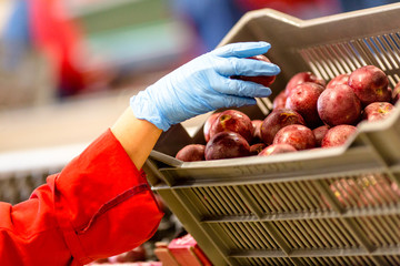 Tri de nectarine avec main