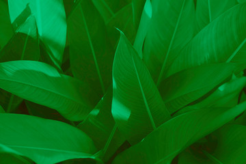 Green leaves with natural sunlight
