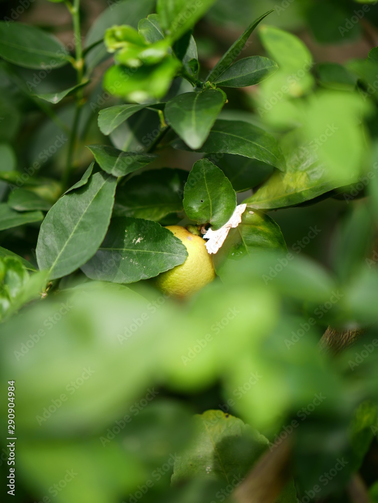 Wall mural Green lemon on the tree.