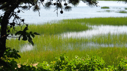 Cape Cod, USA: Flutwiesen in der Bucht von Wellflett, Ma.