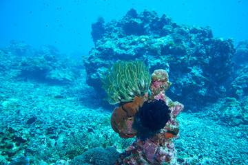 Fish on underwater coral reef