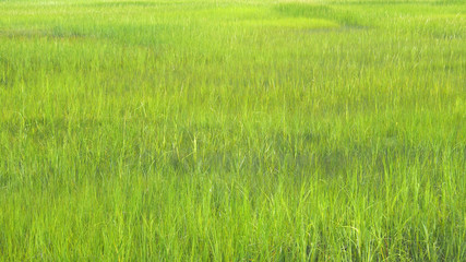 Cape Cod, USA: Flutwiesen in der Bucht von Wellflett, Ma.