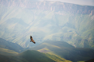 Mountain Caucasian eagle flies in the sky against the backdrop of rocky mountains and plateaus. The...