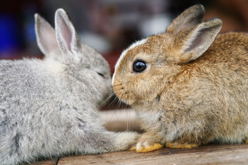 Gray furry baby rabbit so cute