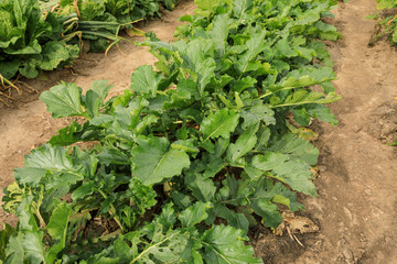 Chinese cabbage and radish field at northern China
