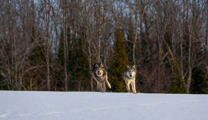 Obraz na płótnie Canvas Gray wolf or grey wolf (Canis lupus)