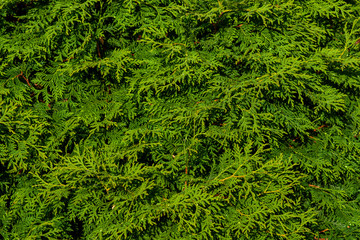 The green wall of the evergreen conifer tree thuja Platycladus orientalis. Close-up of green leaves of thuja, background pattern, texture