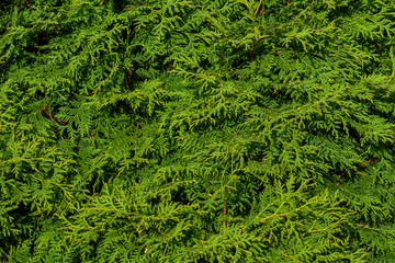 The green wall of the evergreen conifer tree thuja Platycladus orientalis. Close-up of green leaves of thuja, background pattern, texture