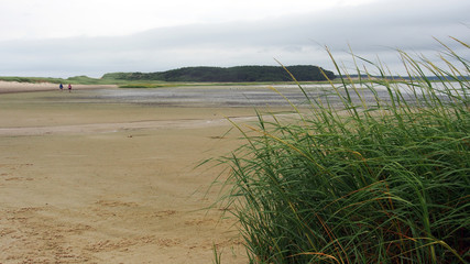 Cape Cod, USA: Schwemmwiese am Strand bei Ebbe, Bucht von Wellfleet