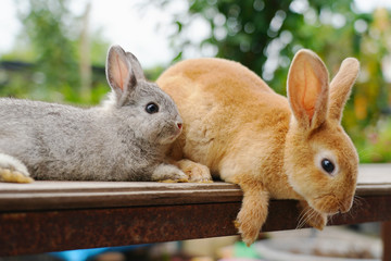 Gray and orange furry baby rabbit so cute. 