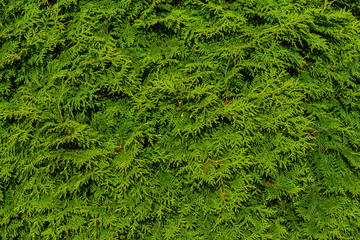 The green wall of the evergreen conifer tree thuja Platycladus orientalis. Close-up of green leaves of thuja, background pattern, texture
