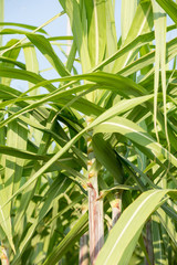 Sugarcane plants grow in field