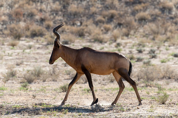Bubale, Alcelaphus buselaphus, Parc national du Kalahari, Afrique du Sud