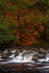 Fototapeta na wymiar Beach tree in autumn in front of evergreen trees with a small waterfall.