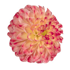 Pink dahlia flower on a white background. Side view