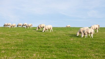 Fototapeta na wymiar sheep on grass dyke against blue sky in dutch province of friesland