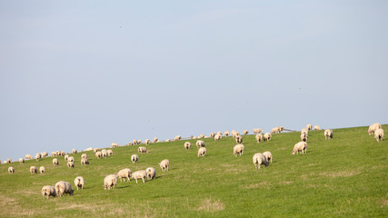 Obraz premium sheep on grass dyke against blue sky in dutch province of friesland