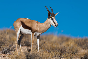 Springbok, Antidorcas marsupialis, Afrique du Sud