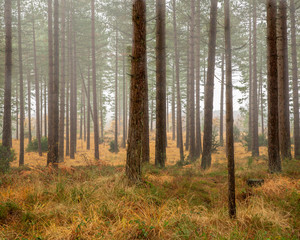 Autumn forest woodland with vibrant yellow grass and mist.