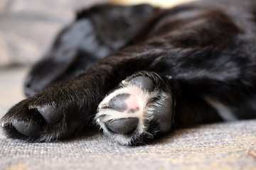 Paw sleeping a little black puppy