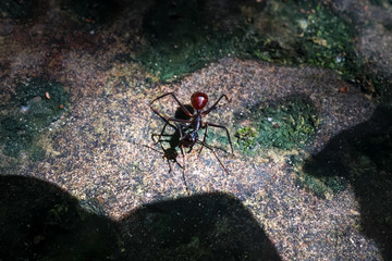 Big ant, Taman Negara national park, Malaysia