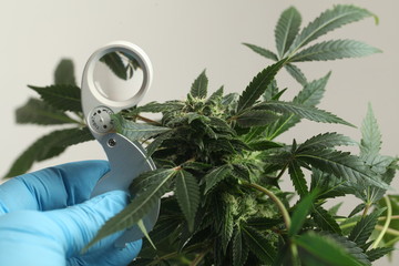 close up scientist hand gloves checking hemp plant . Concept herbal alternative medicine, cbd, pharmaceptical industry