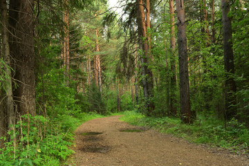summer forest