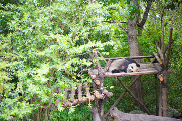 Giant Panda, cute, rare reserved wildlife in China. Chongqing