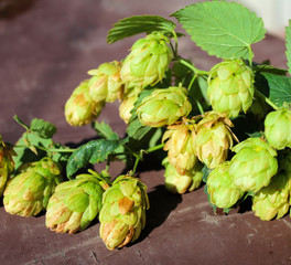 Hop. Green hop cones on a brown background. 