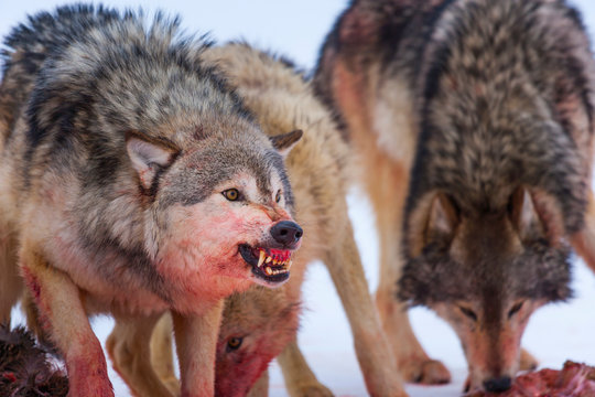 Gray wolf or grey wolf (Canis lupus)