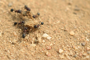 a meal of ants